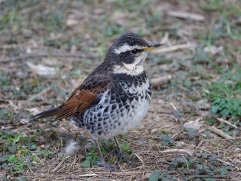 ツグミ 光が丘公園 2017年2月6日(月)