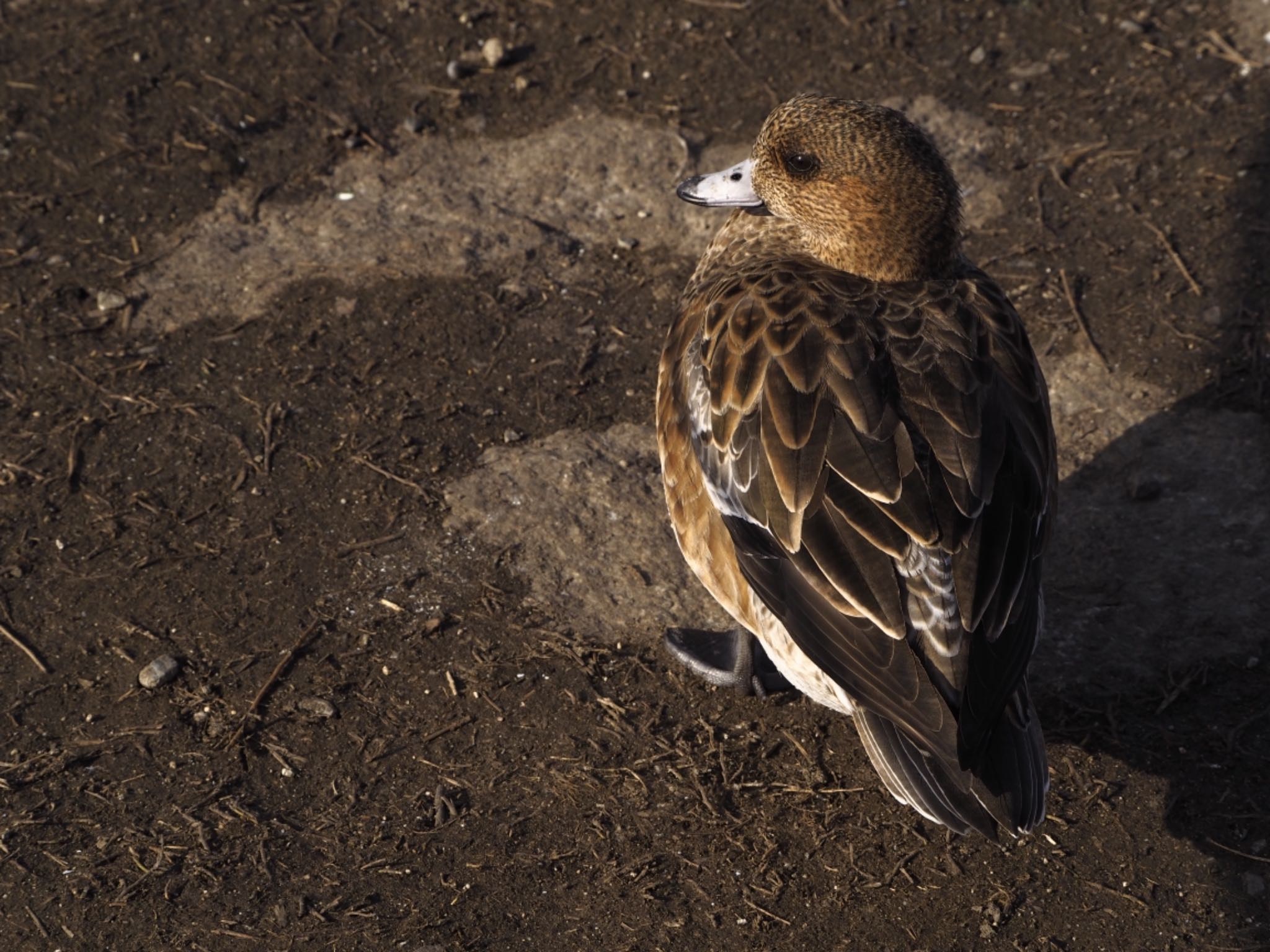 大阪鶴見緑地 ヒドリガモの写真 by zebrafinch11221