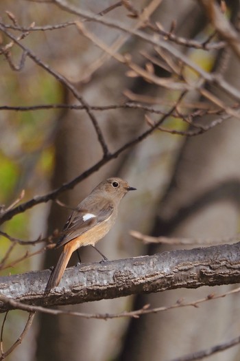 Thu, 3/18/2021 Birding report at Osaka Tsurumi Ryokuchi