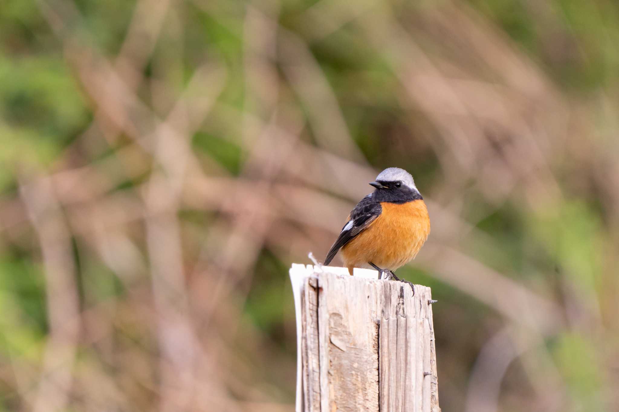 Photo of Daurian Redstart at 麻機遊水地 by Tomita_Birds