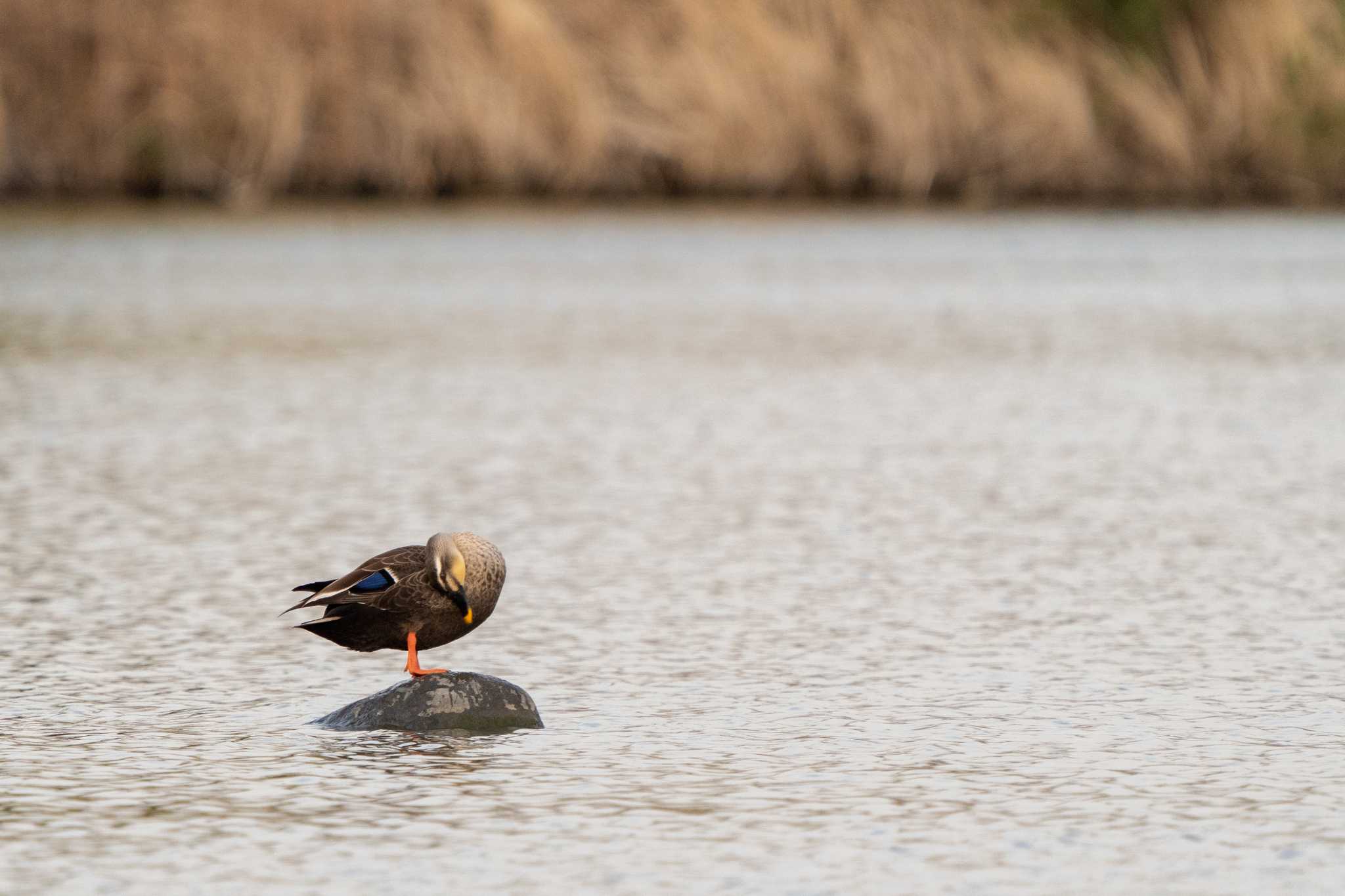 Photo of Eastern Spot-billed Duck at 麻機遊水地 by Tomita_Birds