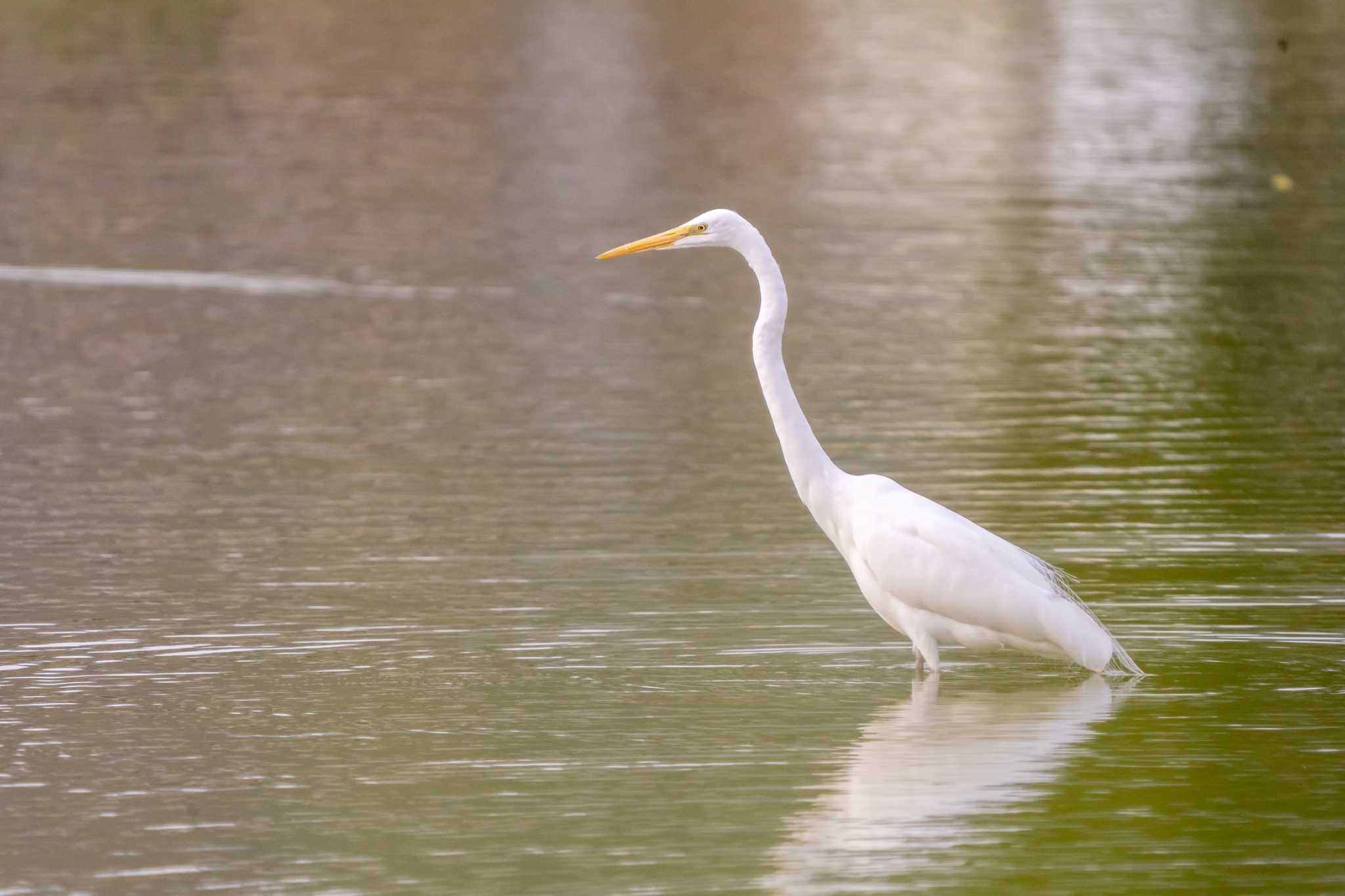 Photo of Great Egret at 麻機遊水地 by Tomita_Birds