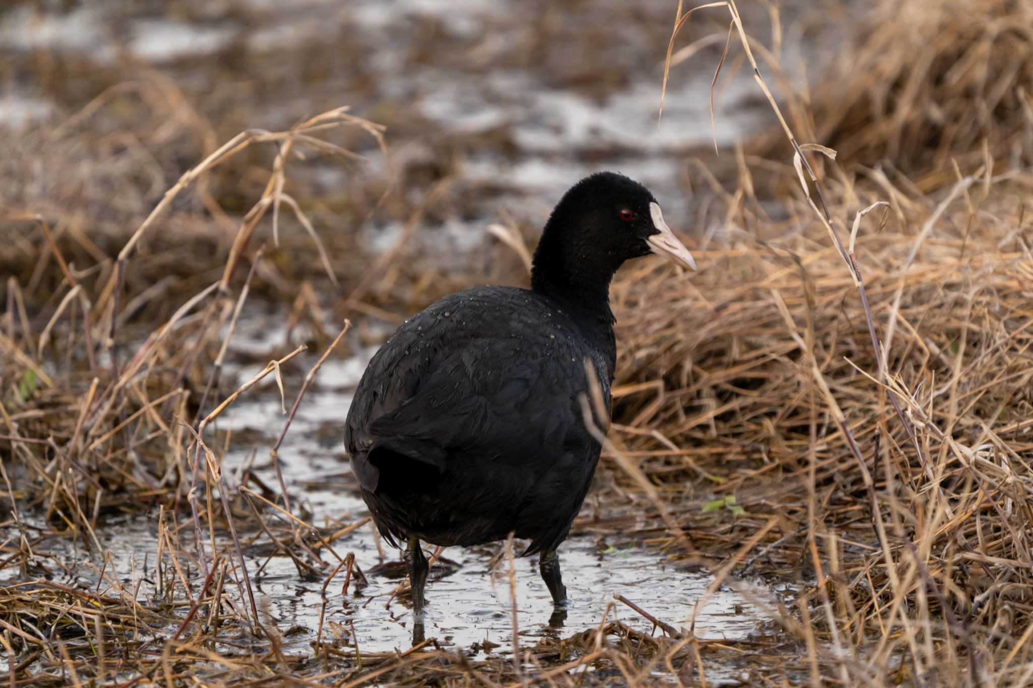 Photo of Eurasian Coot at 麻機遊水地 by Tomita_Birds