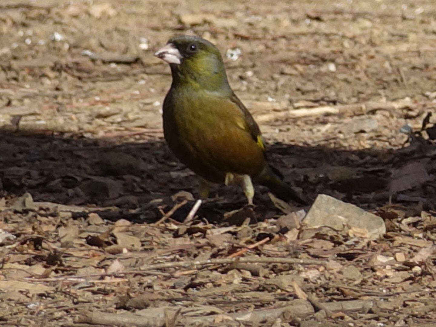 Photo of Grey-capped Greenfinch at Hikarigaoka Park