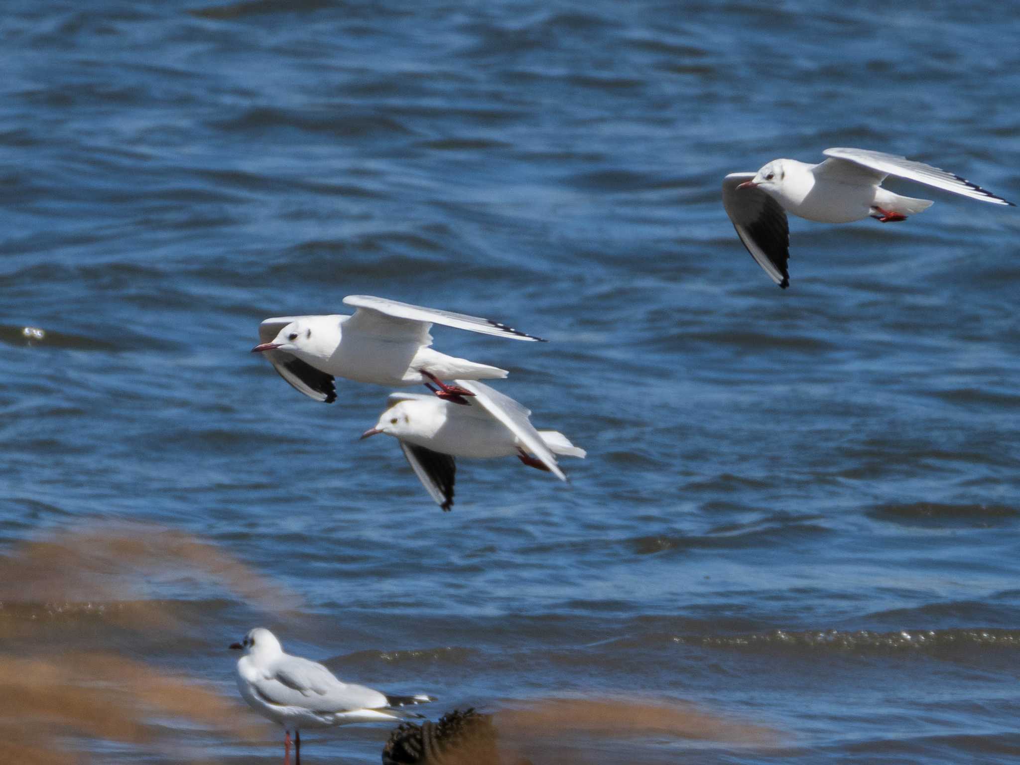 Photo of Black-headed Gull at 千住桜木自然地 (東京都足立区) by ryokawameister