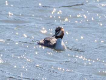 Sun, 3/14/2021 Birding report at 千住桜木自然地 (東京都足立区)