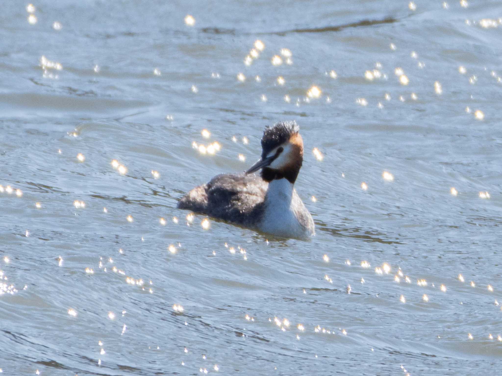 Great Crested Grebe