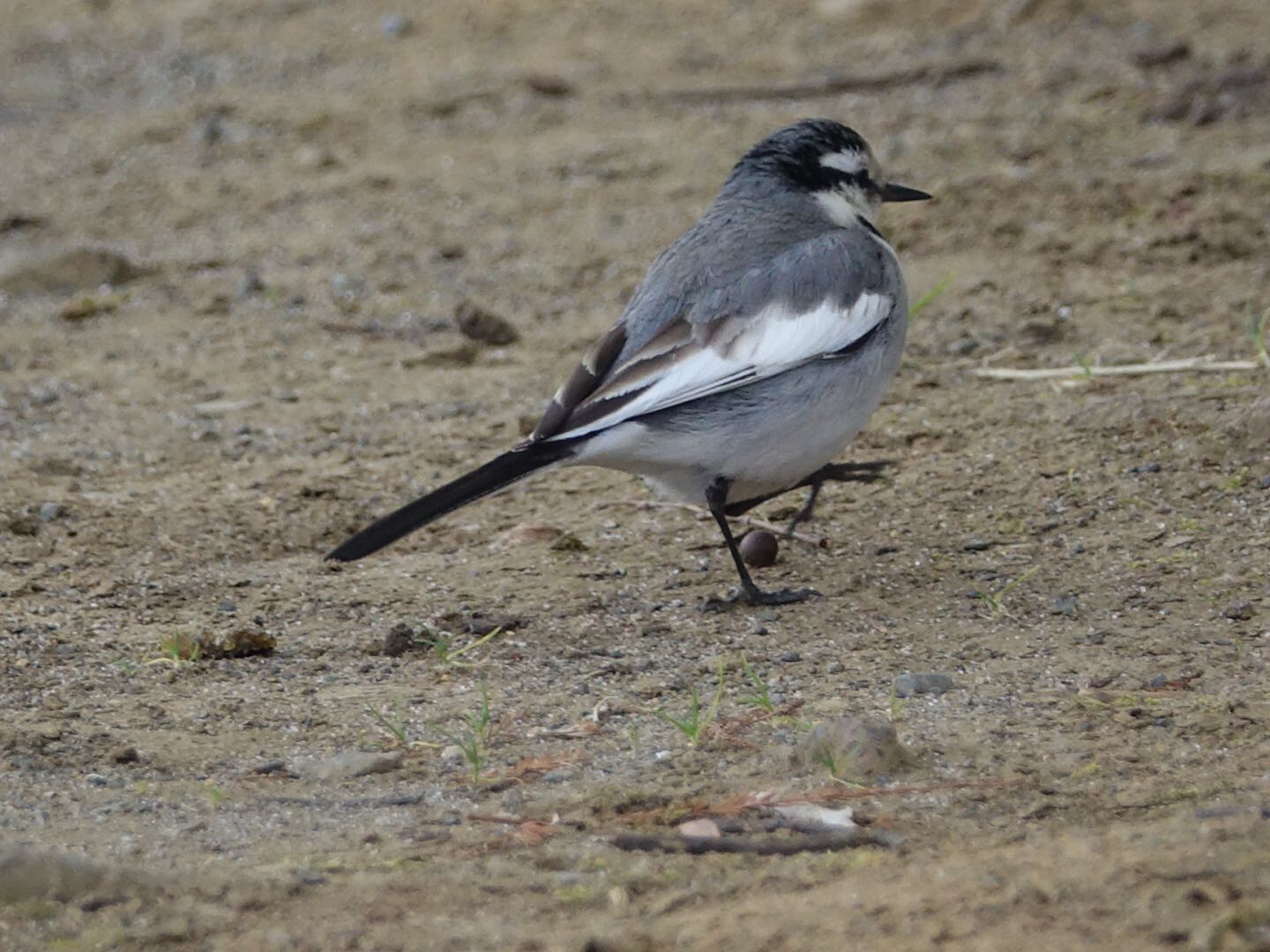 Photo of White Wagtail at Hikarigaoka Park