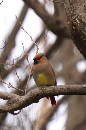 2021年3月20日(土) 秋ヶ瀬公園の野鳥観察記録