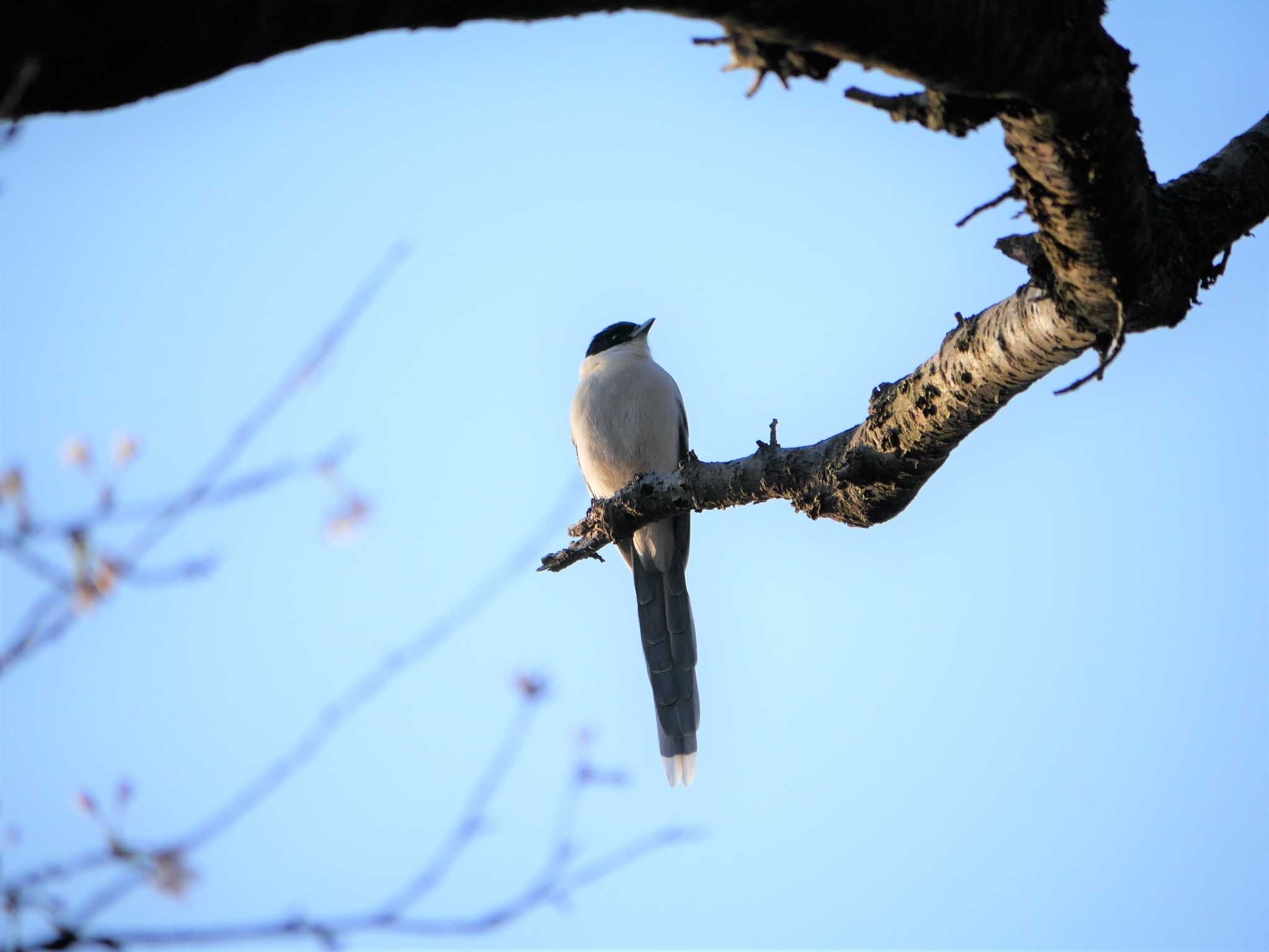 Azure-winged Magpie