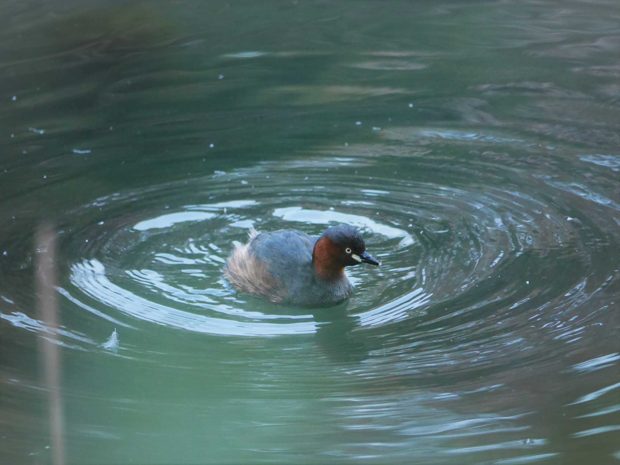 Little Grebe