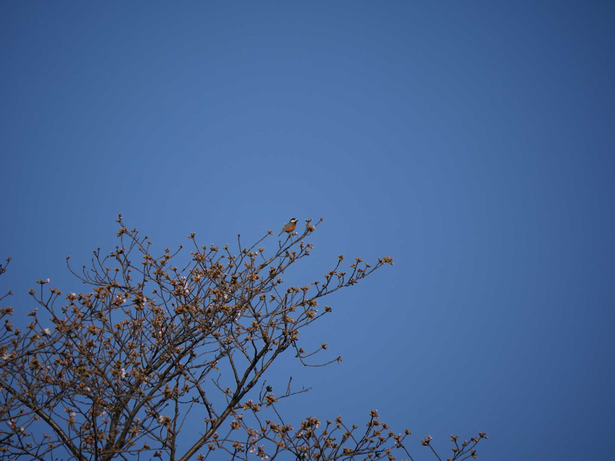 Varied Tit