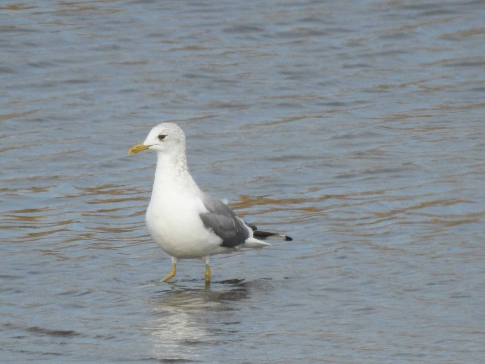 Common Gull