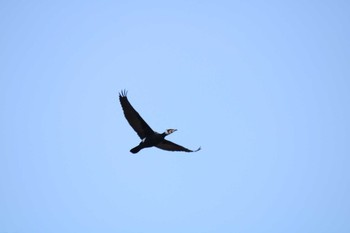 Great Cormorant 十勝地方 十勝川河口周辺 Sat, 3/20/2021