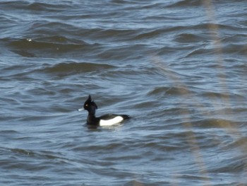 Sat, 3/20/2021 Birding report at 十勝地方 十勝川河口周辺