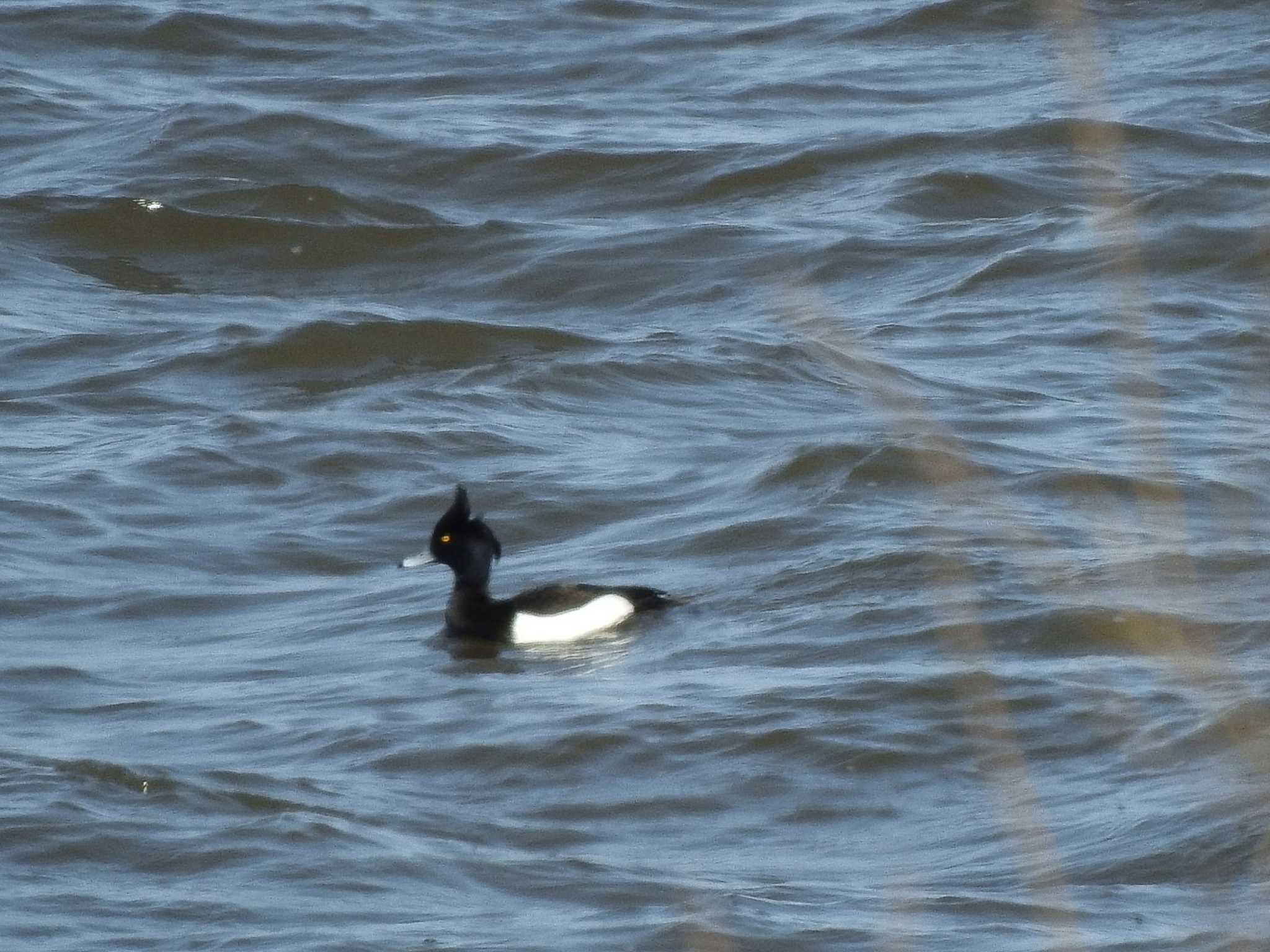 Tufted Duck