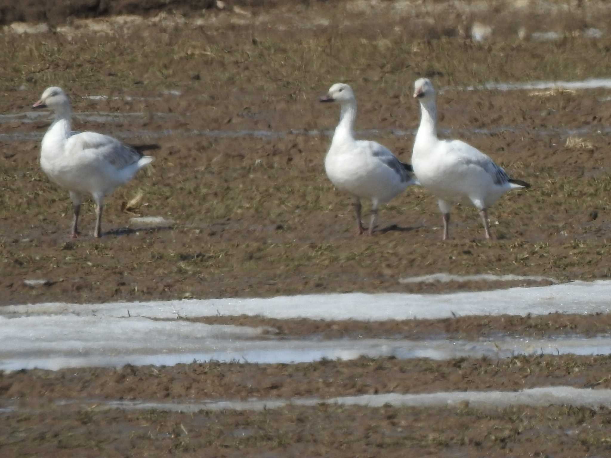 Photo of Snow Goose at 十勝地方 十勝川河口周辺 by ノビタキ王国の住民 