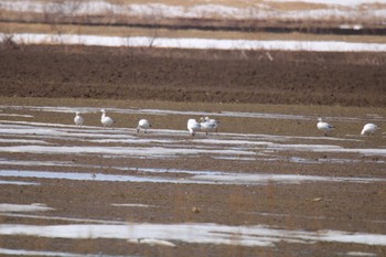 Snow Goose 十勝地方 十勝川河口周辺 Sat, 3/20/2021