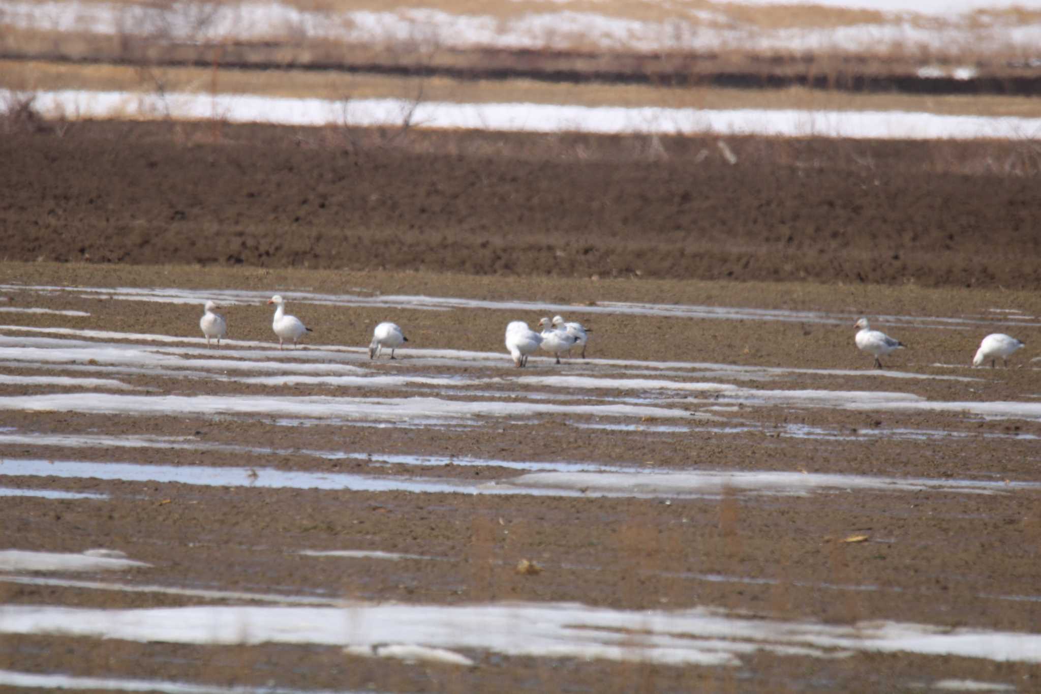 Snow Goose