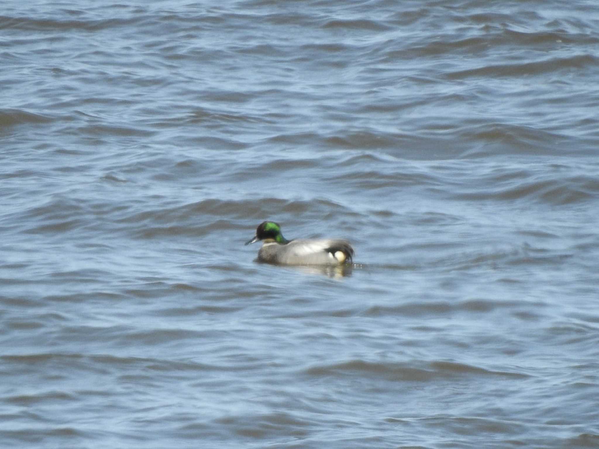 Falcated Duck