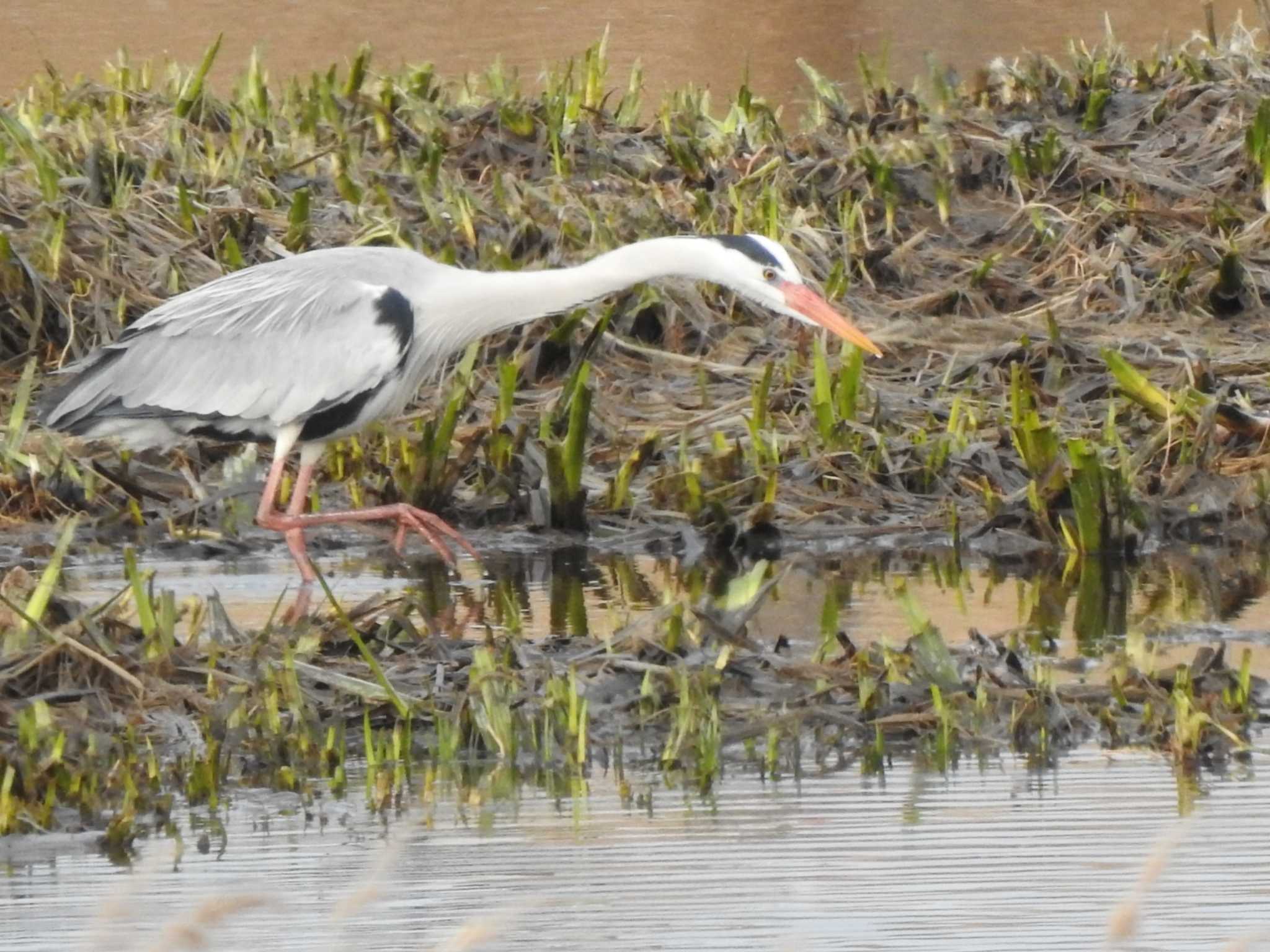 Grey Heron