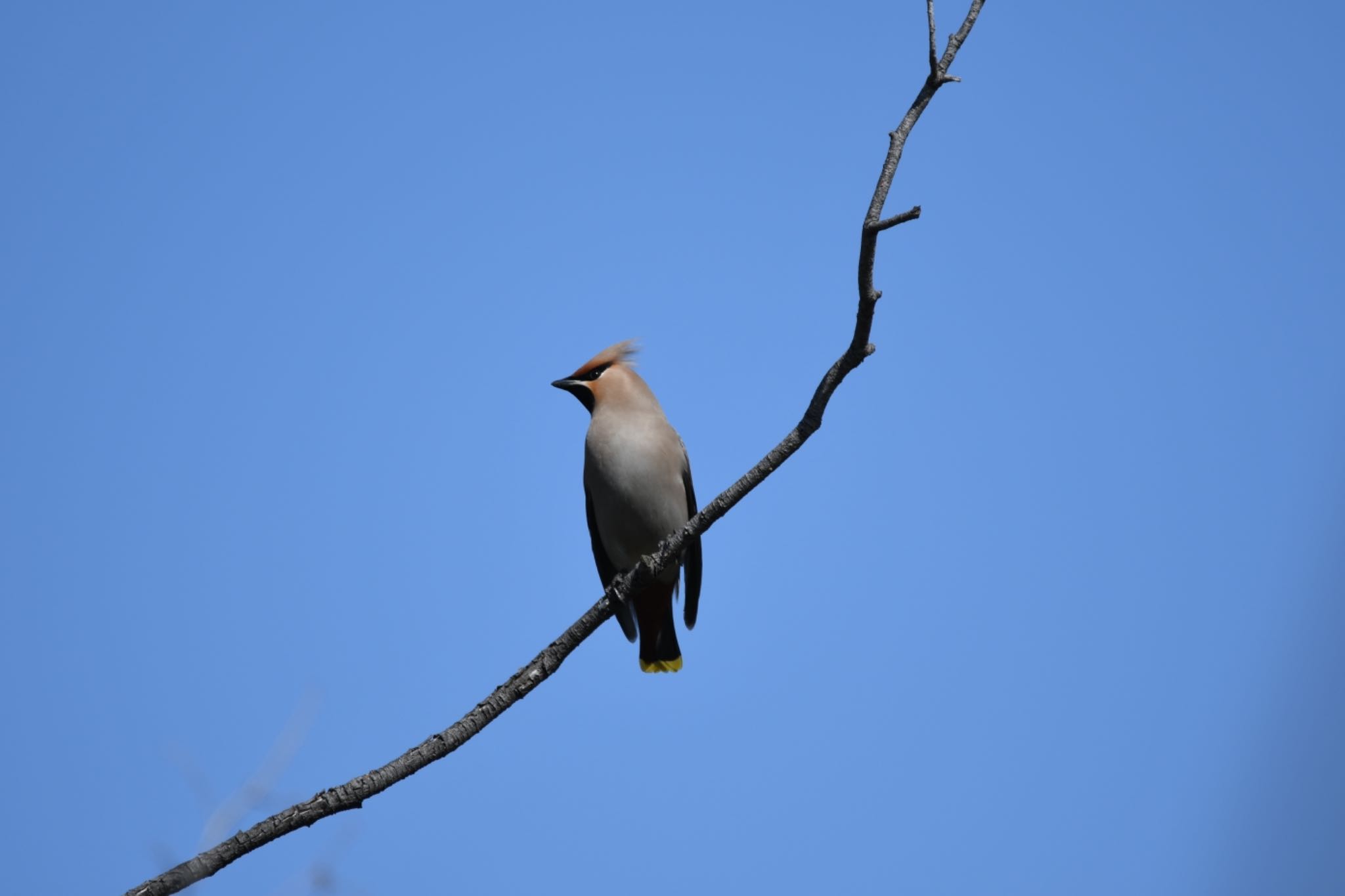 Bohemian Waxwing