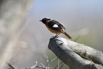 Daurian Redstart Osaka castle park Thu, 3/4/2021