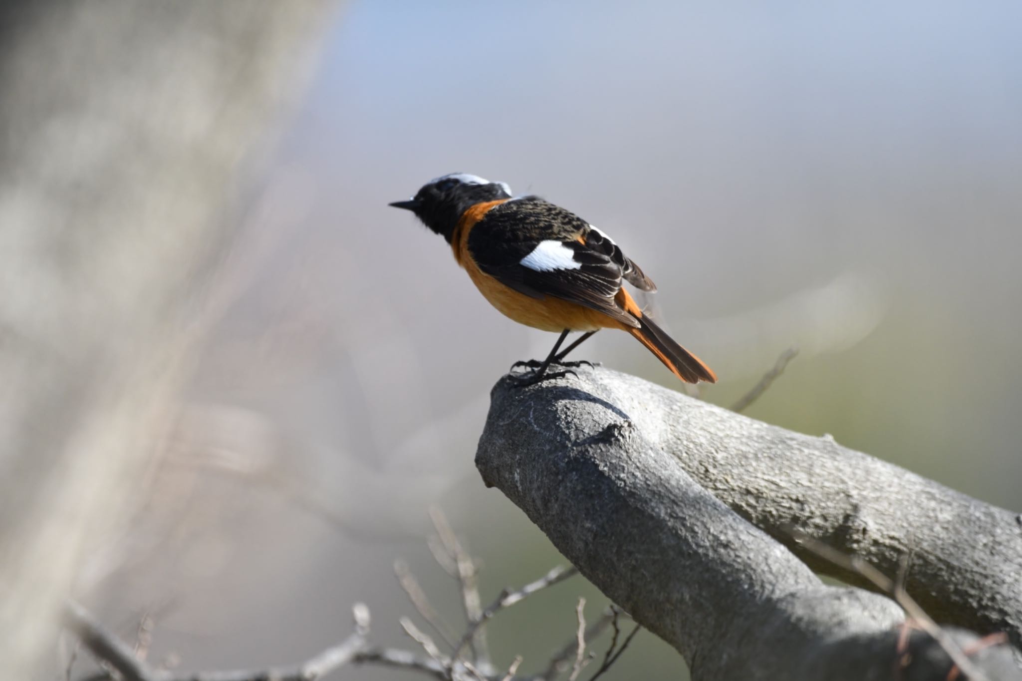 Daurian Redstart