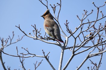 Thu, 3/4/2021 Birding report at Osaka castle park