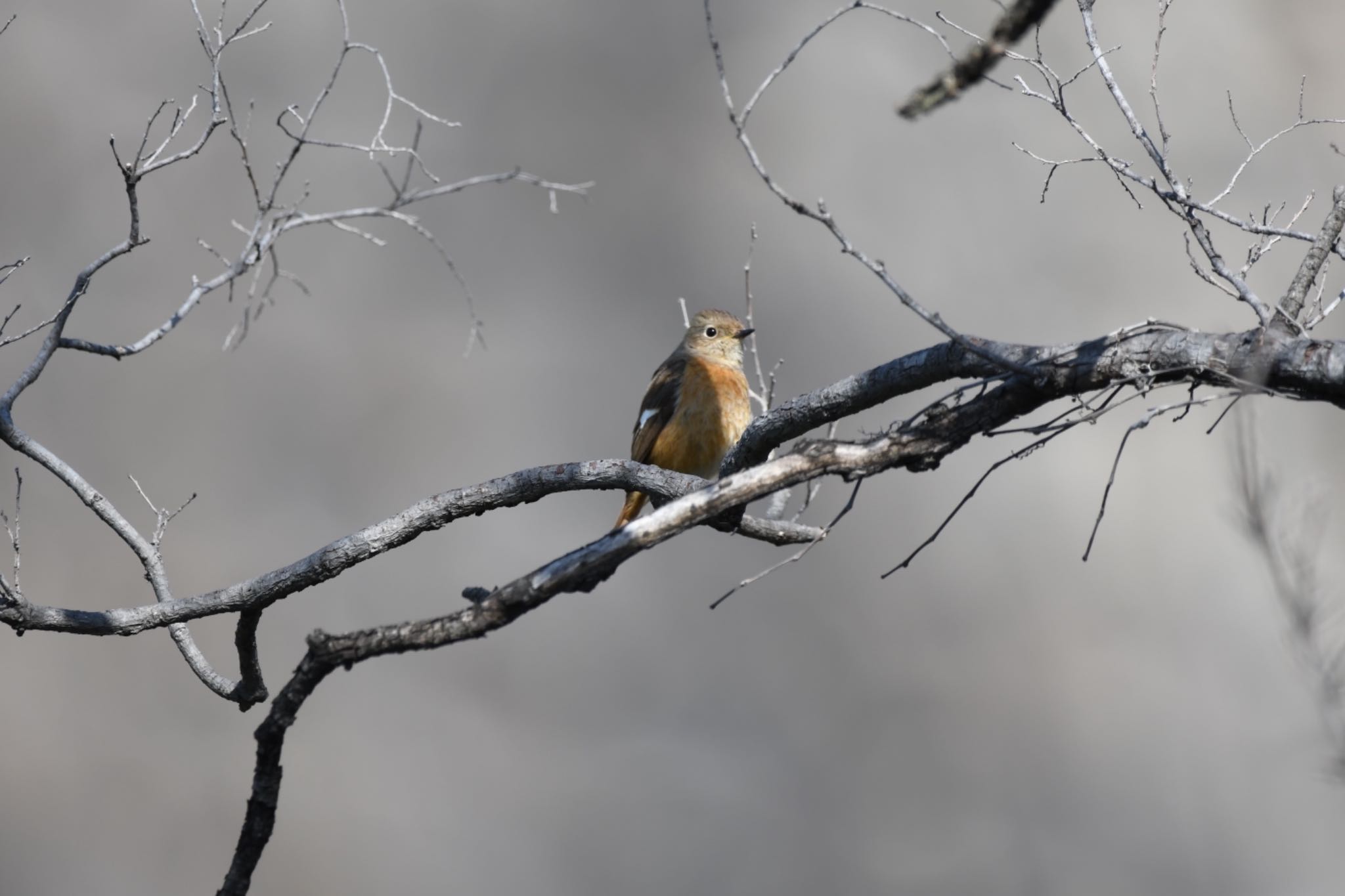 Photo of Daurian Redstart at Osaka castle park by ひさにゃん