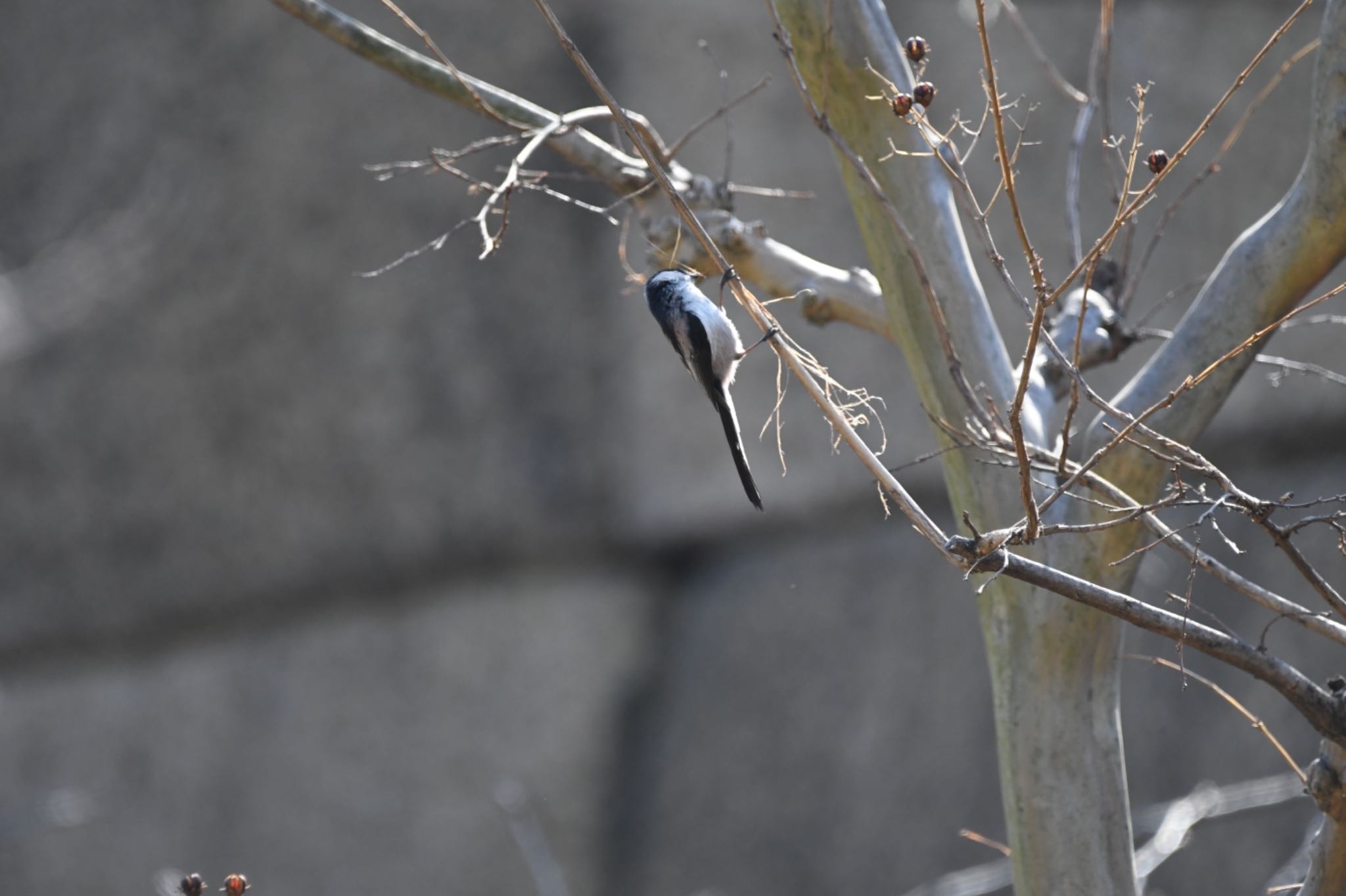 Long-tailed Tit