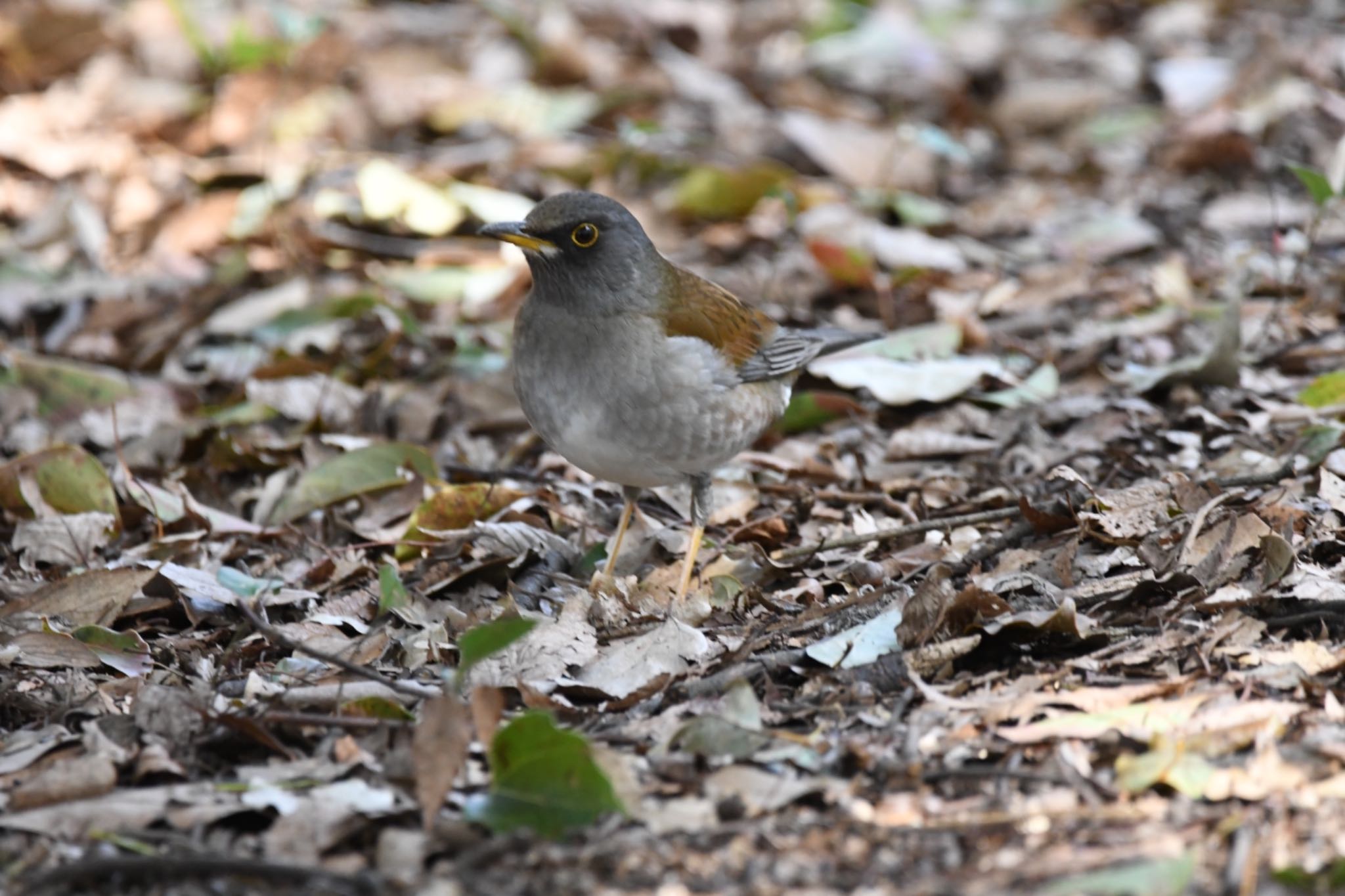 Pale Thrush