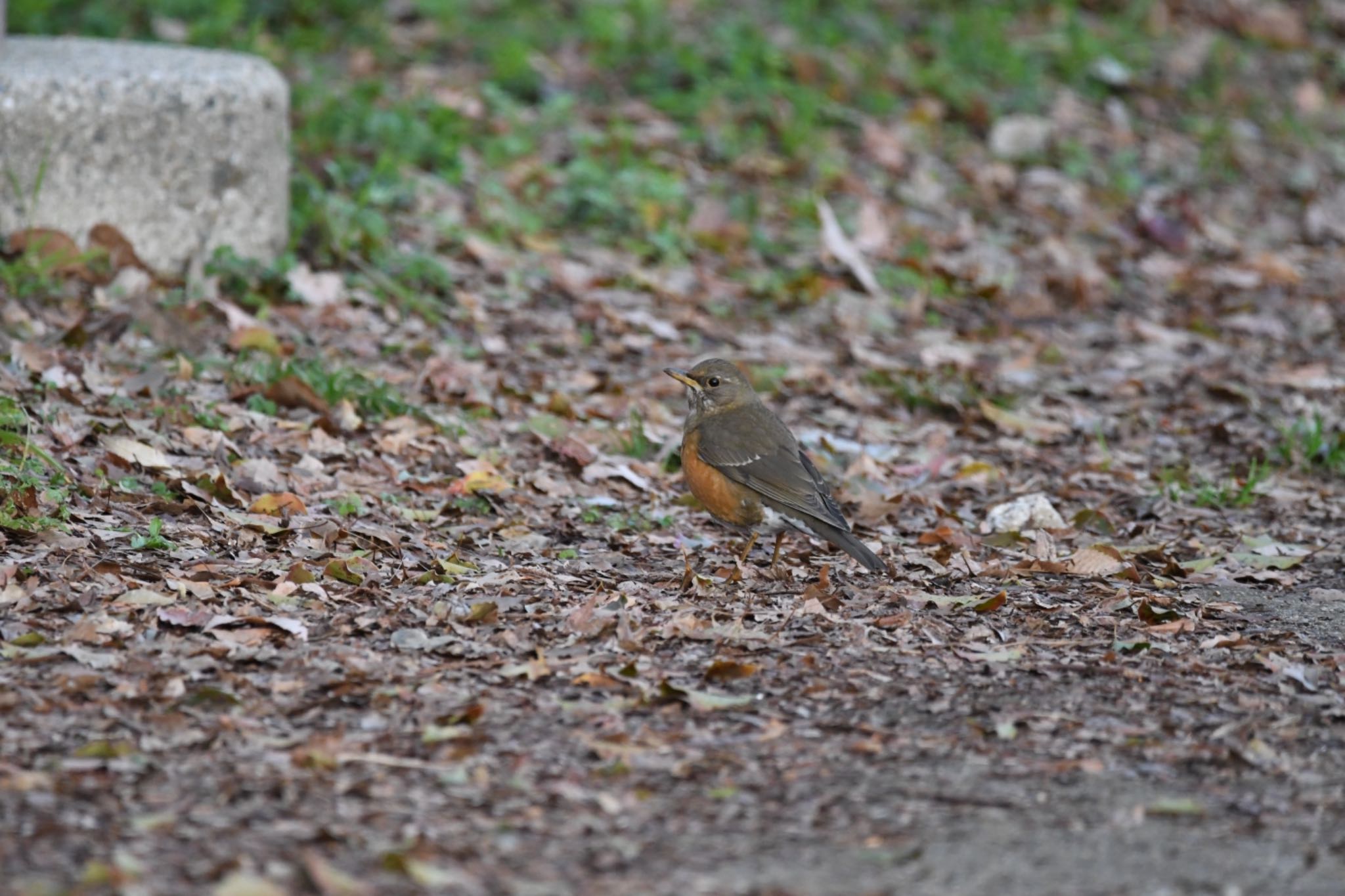 Photo of Brown-headed Thrush at Osaka castle park by ひさにゃん