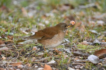 Pale Thrush Osaka castle park Thu, 3/4/2021