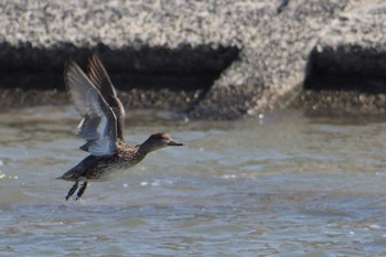 コガモ 庄内川 2021年3月23日(火)