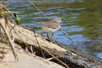 キアシシギ 庄内川 2021年3月23日(火)