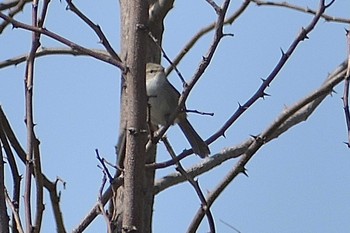 2021年3月23日(火) 庄内川の野鳥観察記録