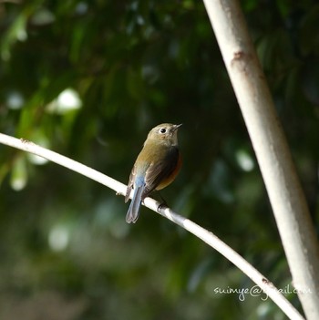 Red-flanked Bluetail Unknown Spots Unknown Date