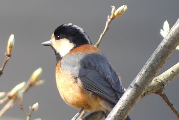 Varied Tit 近所の公園 Wed, 3/24/2021