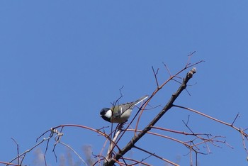 Japanese Tit 近所の公園 Wed, 3/24/2021