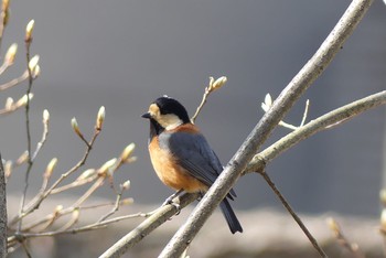 Varied Tit 近所の公園 Wed, 3/24/2021