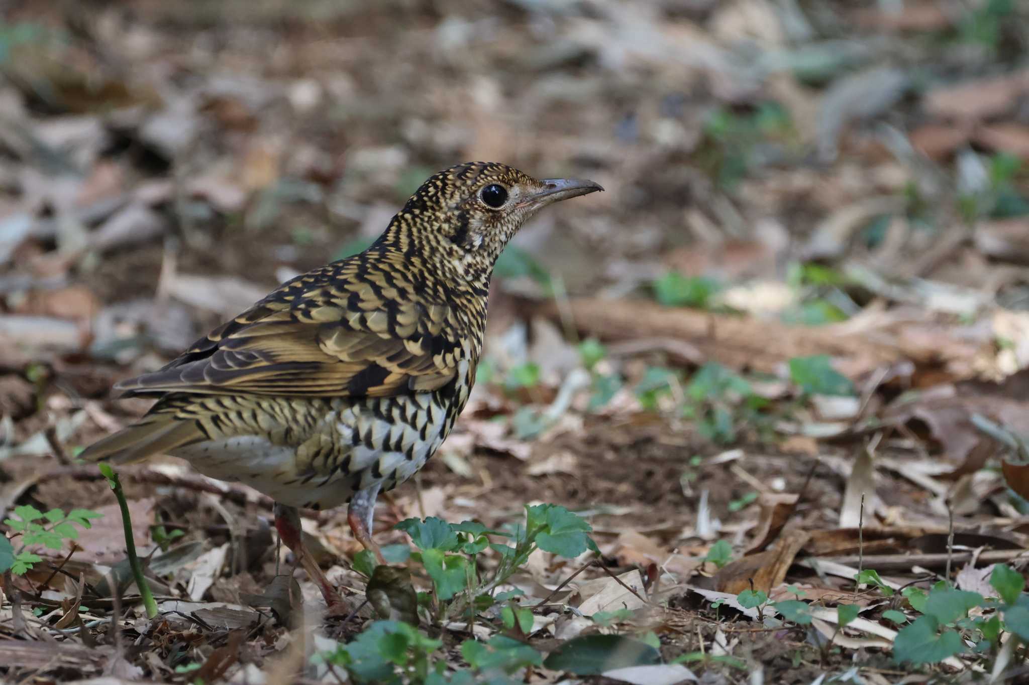 Photo of White's Thrush at Higashitakane Forest park by Mororo