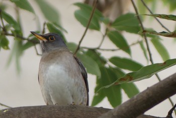 Pale Thrush Osaka castle park Sat, 2/27/2021