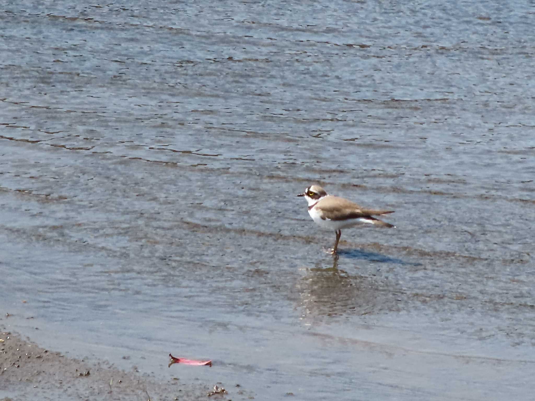 宮ヶ瀬湖 コチドリの写真 by rm58