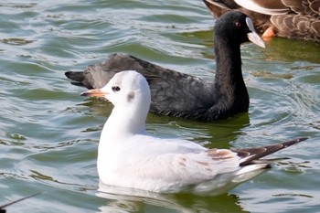 オオバン 明石公園 2021年3月24日(水)