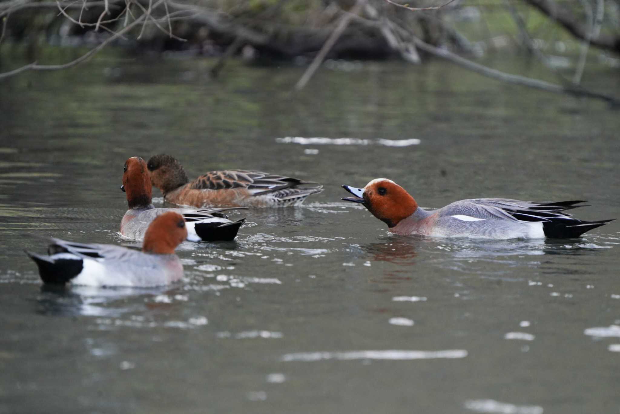 Photo of Eurasian Wigeon at 麻機遊水地 by Tomita_Birds