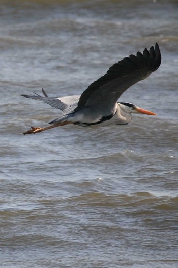 Grey Heron Kasai Rinkai Park Wed, 3/24/2021