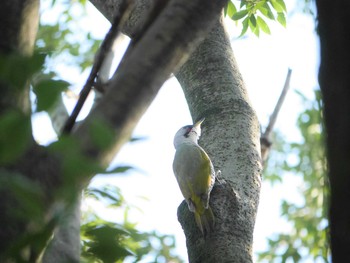 2021年3月24日(水) 三ツ池公園(横浜市鶴見区)の野鳥観察記録