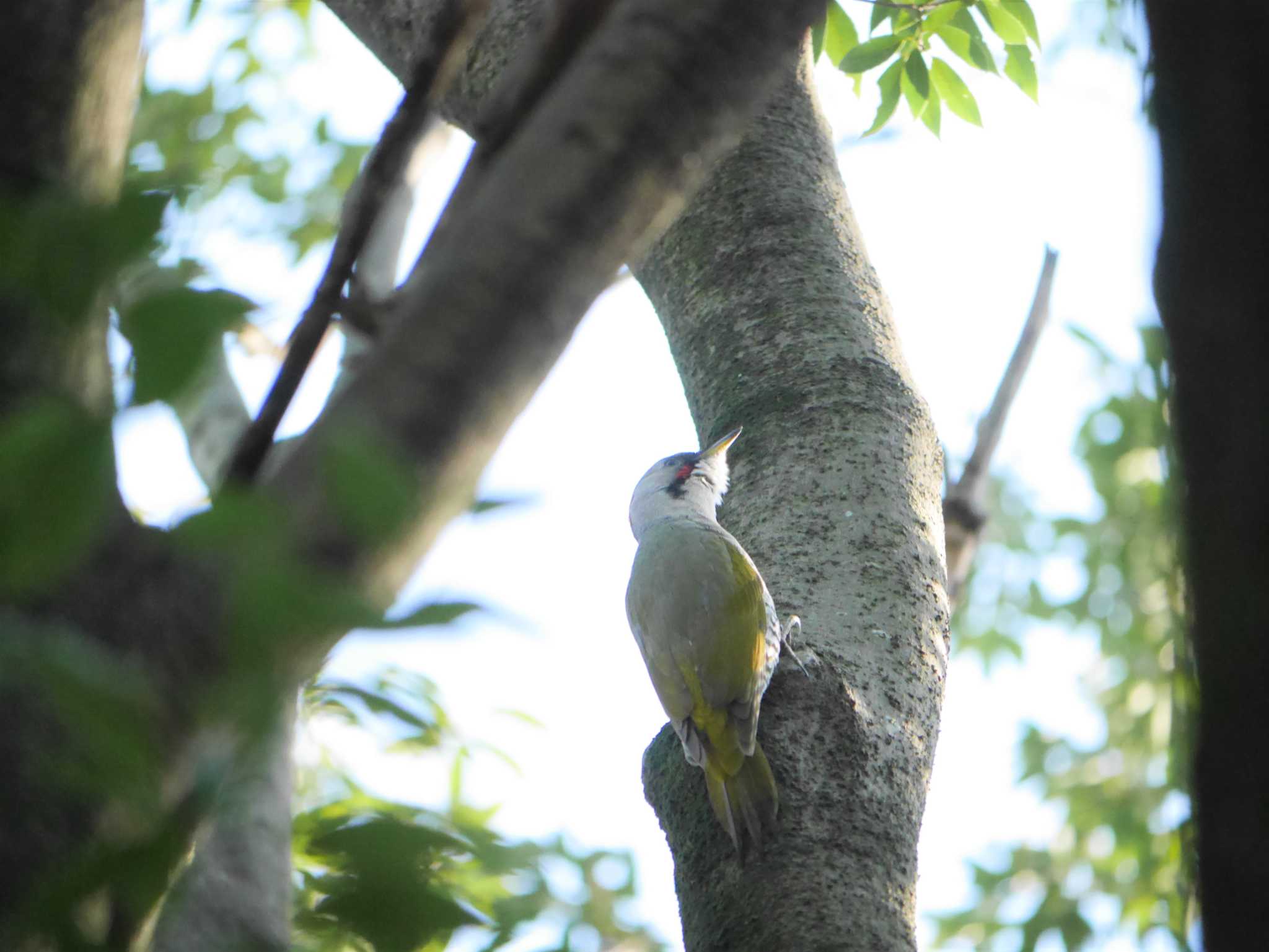 Japanese Green Woodpecker