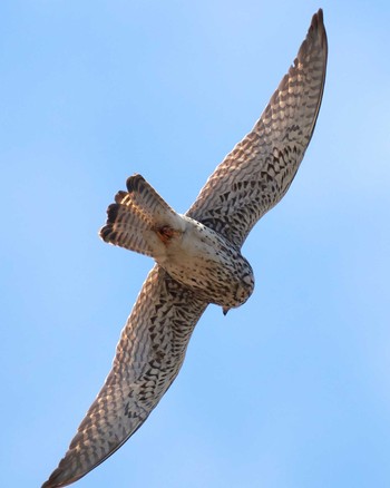 Common Kestrel 東京都 Tue, 3/24/2020